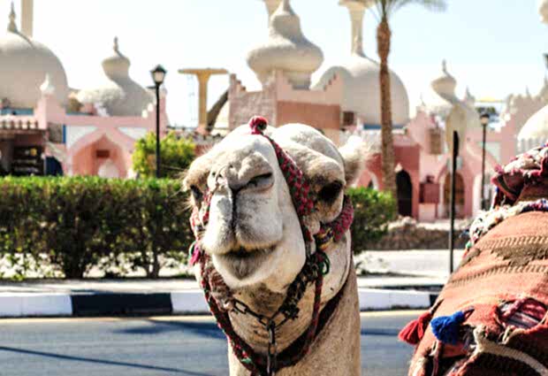 Promosyon Sharm El Sheikh Turu (Ajet Havayolları ile 5 Gece) Otelden Erken Çıkışlı